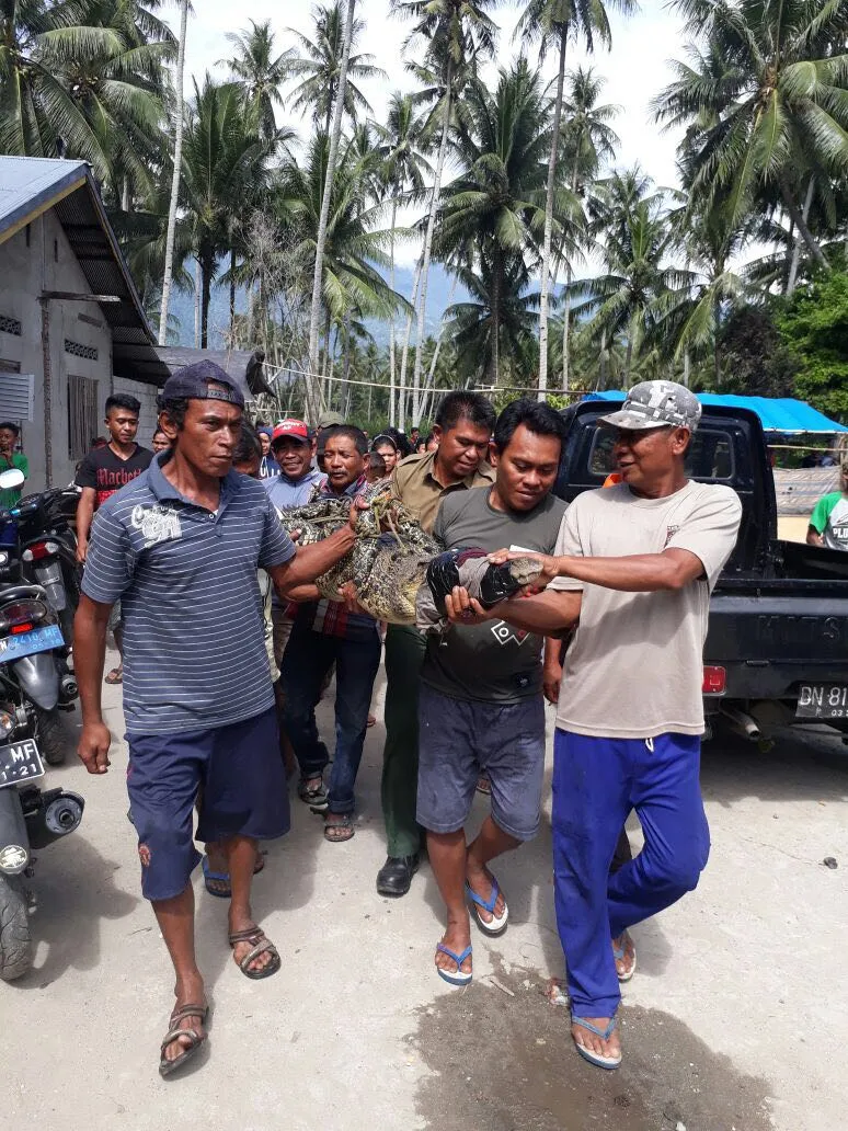 Banner BKSDA Sulawesi Tengah Evakuasi Buaya Muara Viral
