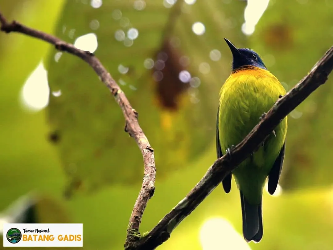 Banner Cicak daun Sumatera dari Taman Nasional Batang Gadis