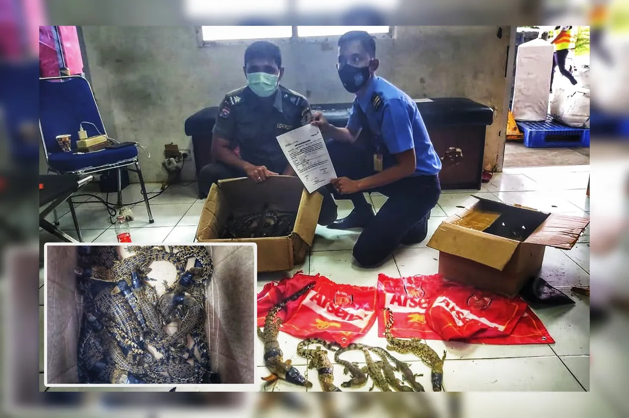 Banner BBKSDA Riau-AVSEC Gagalkan Pengiriman 22 Ekor Buaya Muara