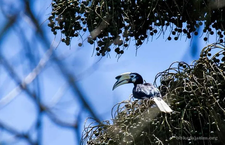 Banner Pertemuan Burung Jumpai Rangkong Badak di Cagar Alam Pulau Sempu
