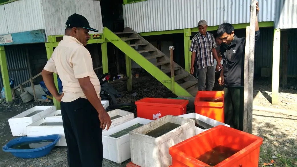 Banner Evakuasi 5.247 Kura-Kura Moncong Babi di Timika