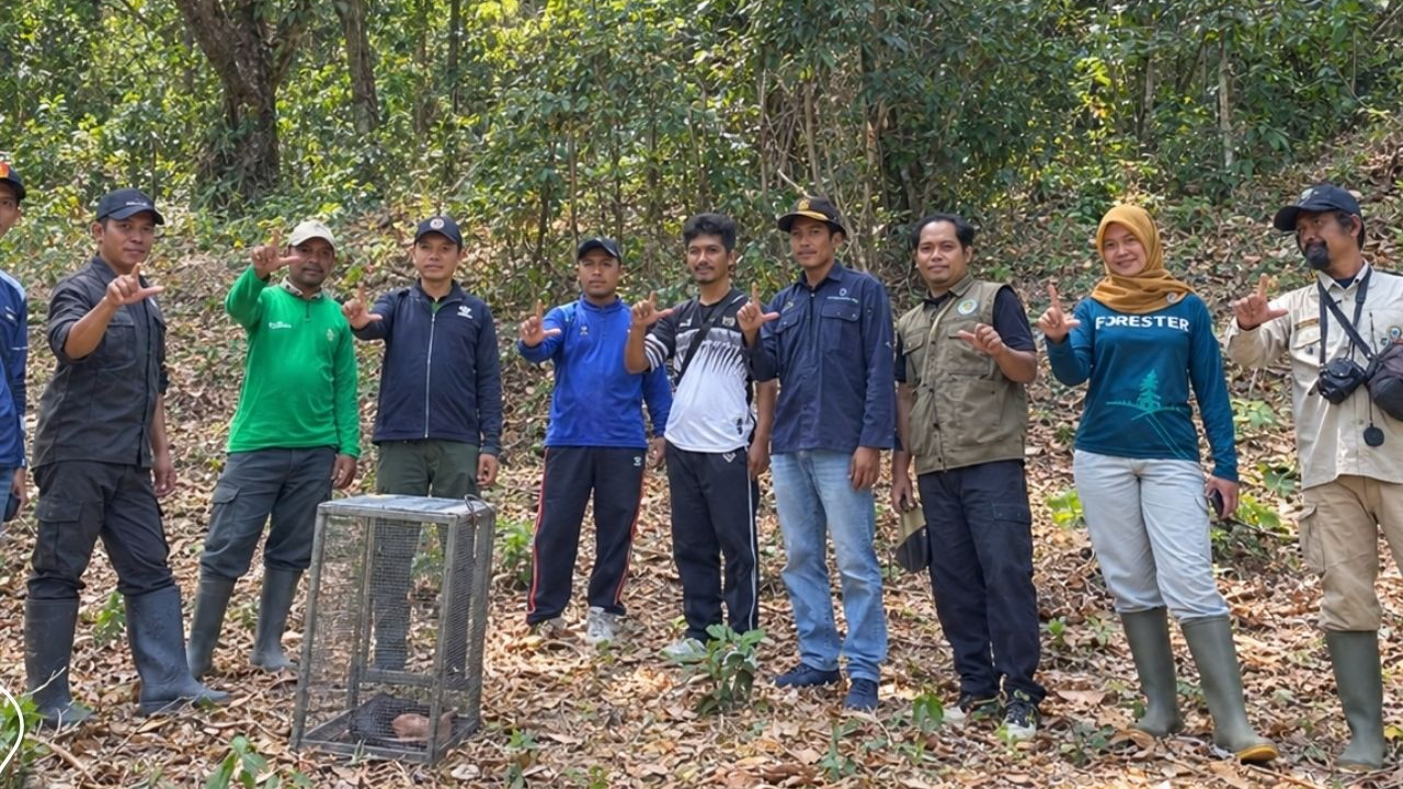 Banner Nyaris Terlindas Truk, Trenggiling Bojonegoro Kembali ke Hutan