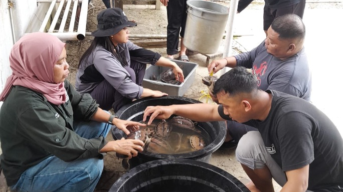 Banner BBKSDA Sumatera Utara dan YSLI Laksanakan Monitoring Rutin Kolam Pembesaran Tuntong Laut di Selotong