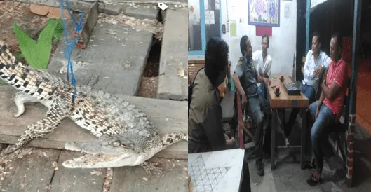 Banner Buaya Muara Ditemukan Warga di Sungai Kualo Tanjung Balai