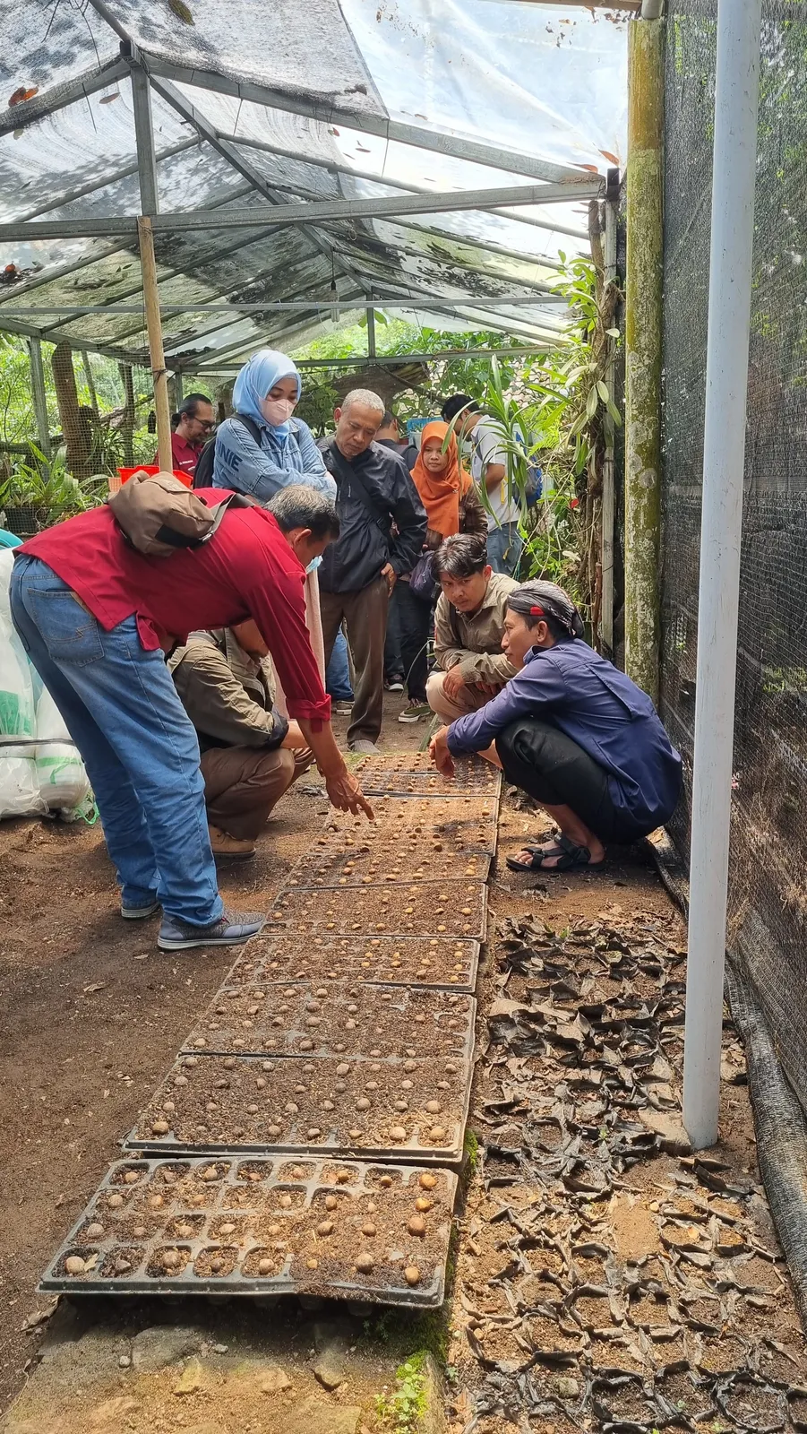 Banner Belajar Perlakuan Buah Sarangan