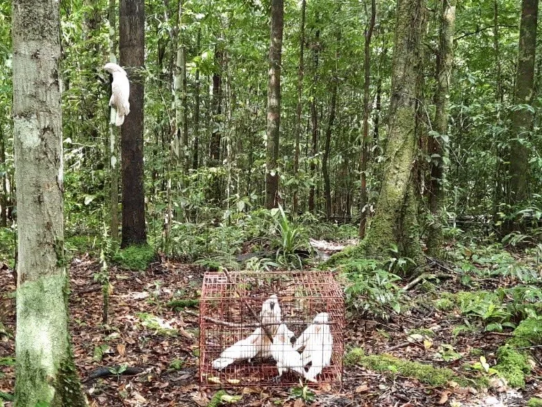 Banner 28 Ekor Satwa Liar Endemik Pulau Seram Kembali Bebas Di Habitatnya