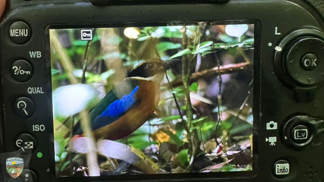 Banner Tertangkap Kamera Jebak, Burung Migran Langka Singgah di Cagar Alam Manggis Gadungan