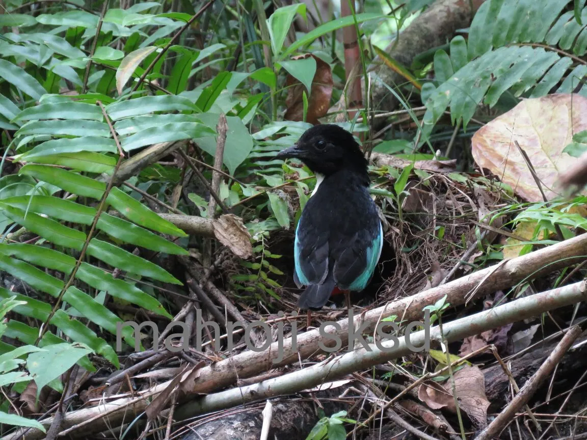 Banner Terungkap, Kenapa Sarang Pitta maxima Bersih