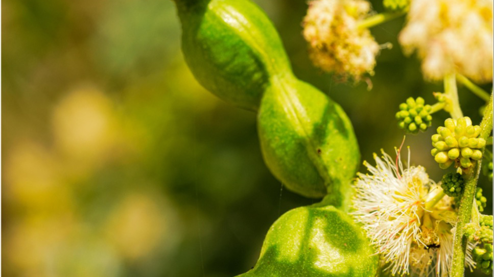 Banner FLASH NEWS: ASEAN Unites Against Invasive Species – Day 1 Delivers a Wake-Up Call and a Blueprint