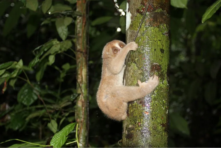 Banner Penyerahan Kukang (Nycticebus spp) Ke Taman Nasional Kutai