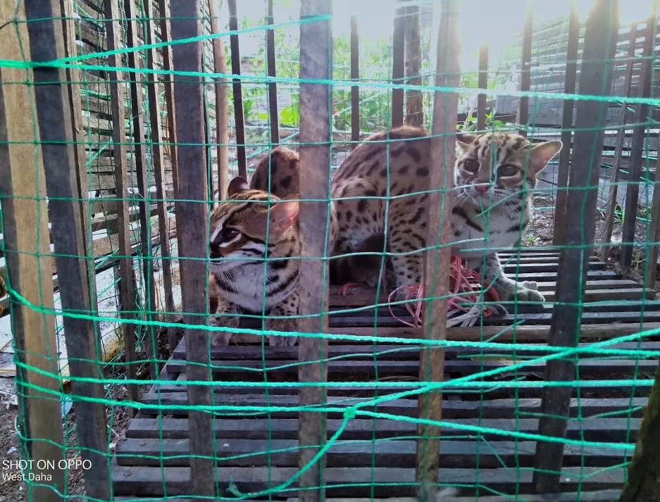 Banner Evakuasi dan Pelepasliaran Kucing Kuwuh Di Resort Banua Anam