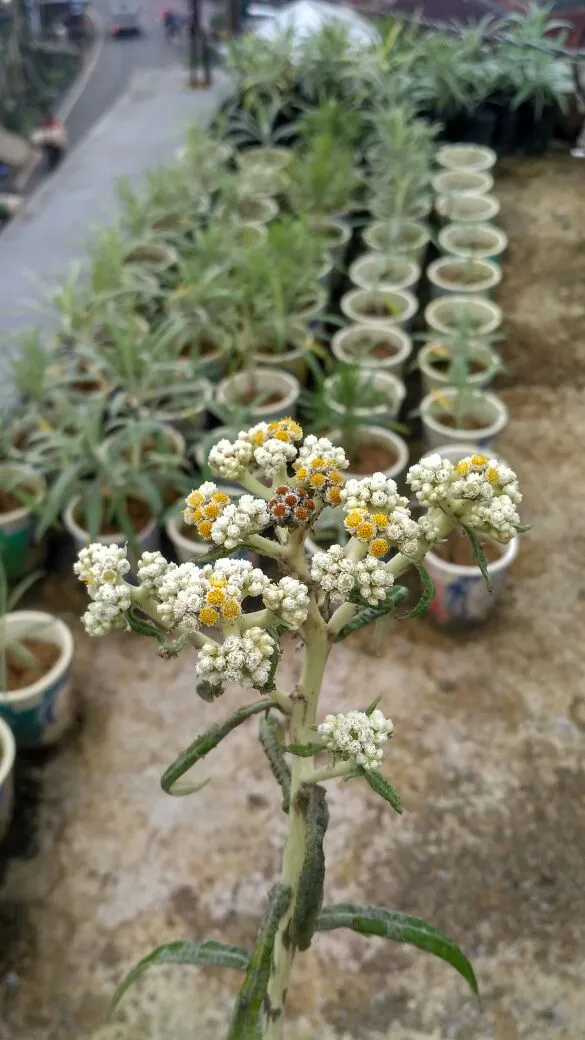 Banner Desa Wonokitri Siapkan Wisata Desa Edelweis