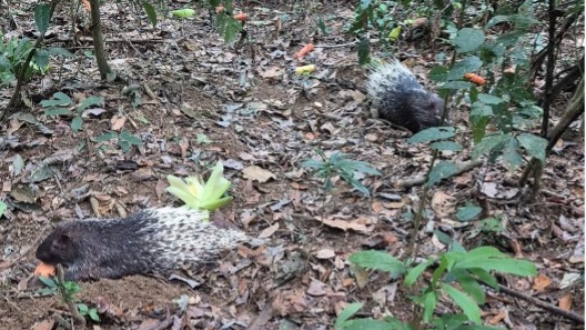Banner BBKSDA Sumatera Utara Lepasliarkan Lima Ekor Landak Sumatera ke Habitat Asli