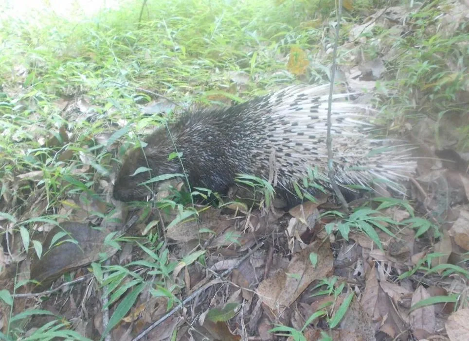 Banner Kehidupan Baru si Landak Sumatera