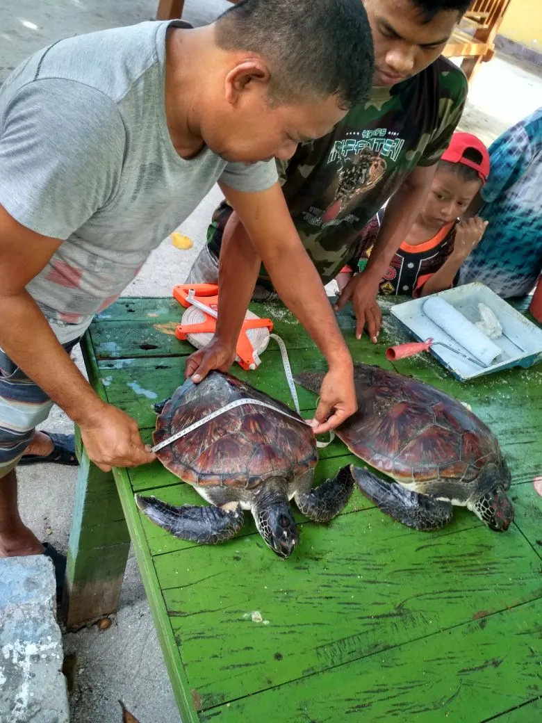 Banner Nelayan Lagi - Lagi Serahkan Dua Penyu Ke Pos Jaga Polhut