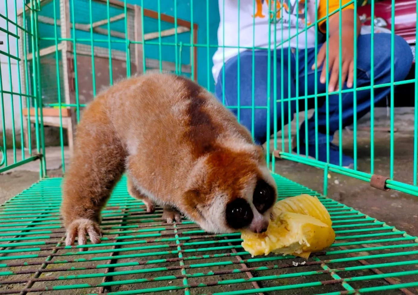 Banner Balai KSDA Sumsel Evakuasi Satwa Dilindungi Jenis Kukang