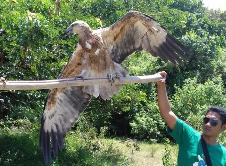 Banner Elang Laut Perut Putih Tangkapan Warga Dilepasliarkan di TN Matalawa