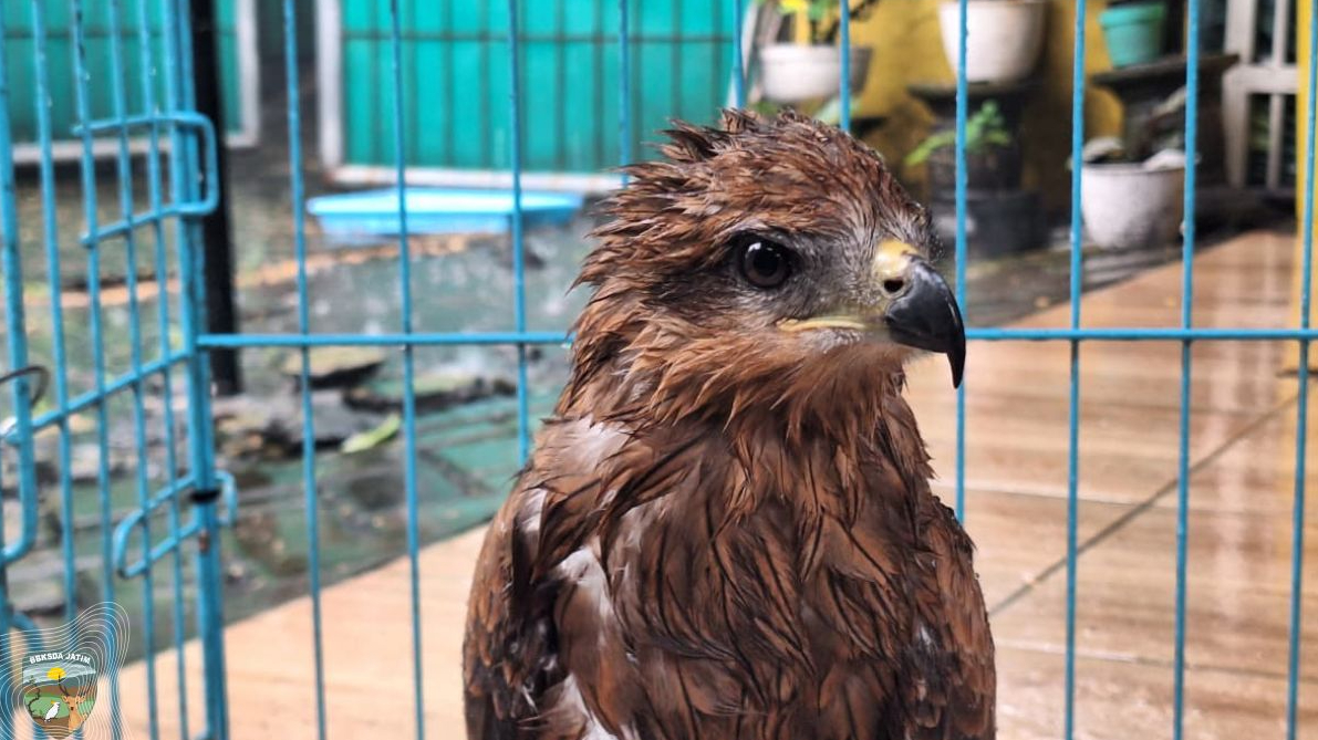 Banner Elang Paria dari Ladang Jagung Lamongan, Migran Tersesat atau Jejak Interaksi Manusia?