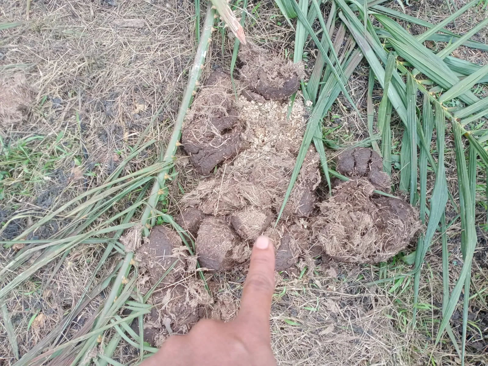 Banner Gajah Sumatera Kembali Menampakan Diri di Kabupaten Sijunjung