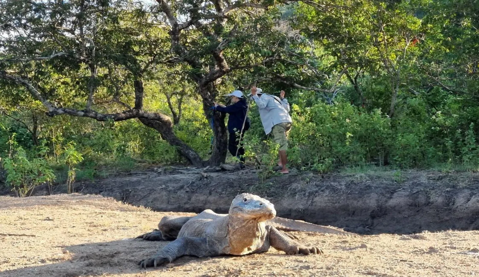 Banner Mengkaji Keanekaragaman Vegetasi Di Resort Loh Buaya
