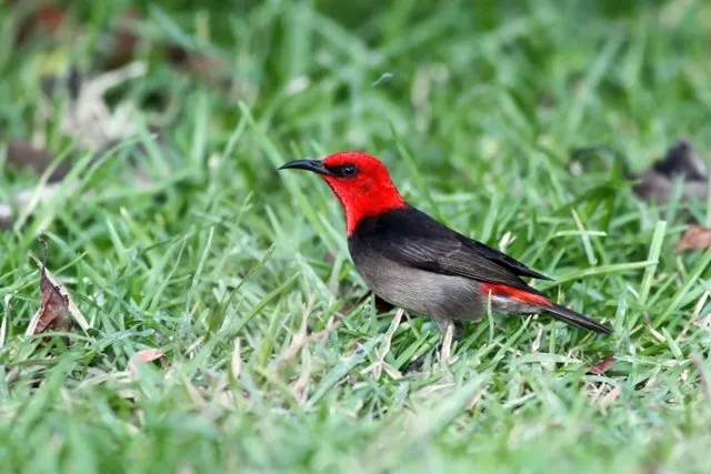 Banner Burung Isap Madu Rote, Maskot Hari Cinta Puspa dan Satwa Nasional 2019