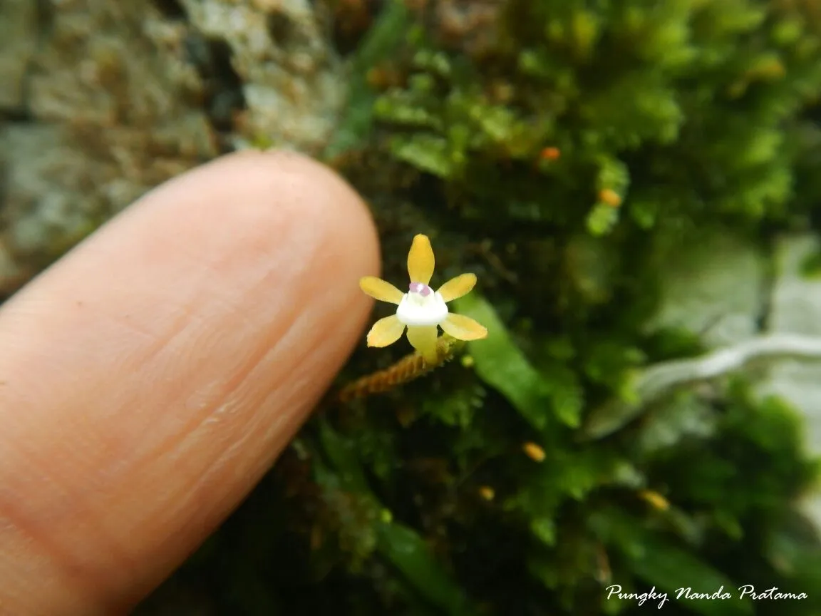 Banner Taeniophillum Hantu dari Belantara Sumatra