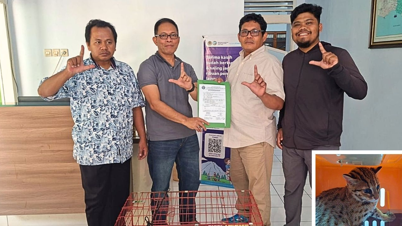 Banner Ditemukan Saat Panen, Kucing Kuwuk Kini Menunggu Jalan Pulang