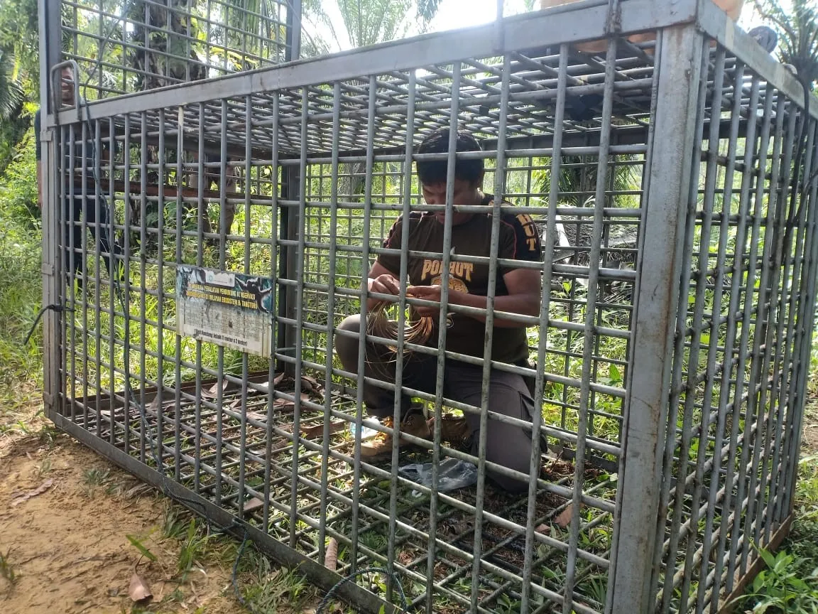 Banner Kembali Harimau Sumatera Memasuki Pemukiman Warga di Kabupaten Padang Lawas