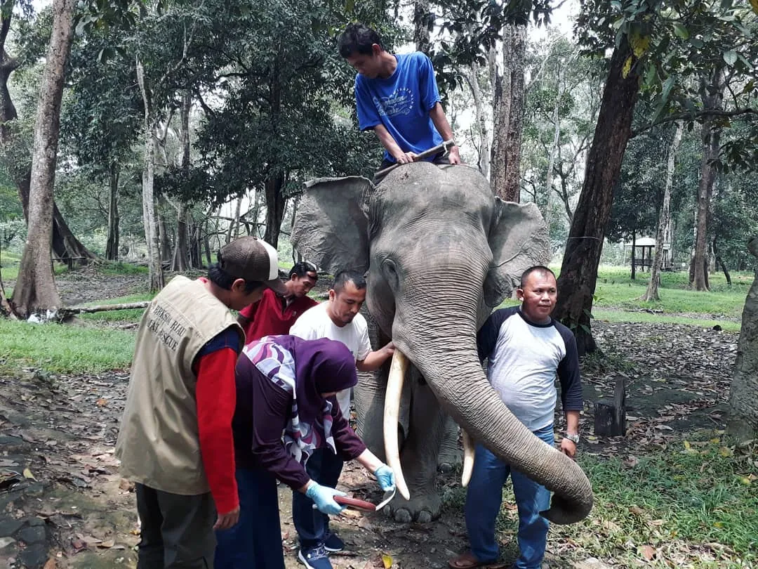 Banner Kisah Terpotongnya Gading si Robin