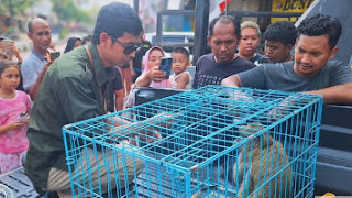 Banner Tamu Tak Diundang, Damkarla dan Matawali Menjawab Konflik di Batas Ruang Hidup