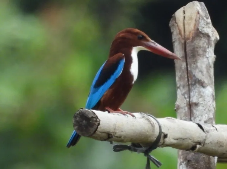 Banner Cekakak Belukar Spesies Burung Penghuni Hutan TN Batang Gadis