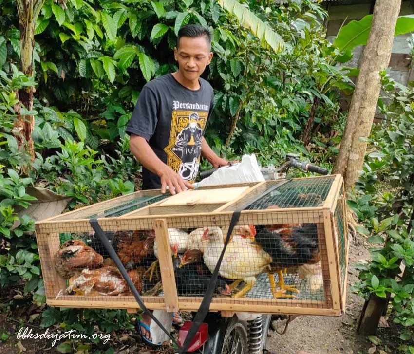 Banner Ramai - Ramai Bantu Peternak Ayam Joper Terdampak Covid