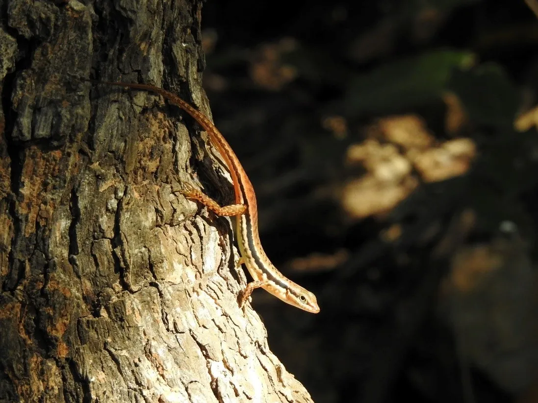 Banner Identifikasi Jenis Reptil Famili Scincidaedi Resort Loh Buaya – Pulau Rinca