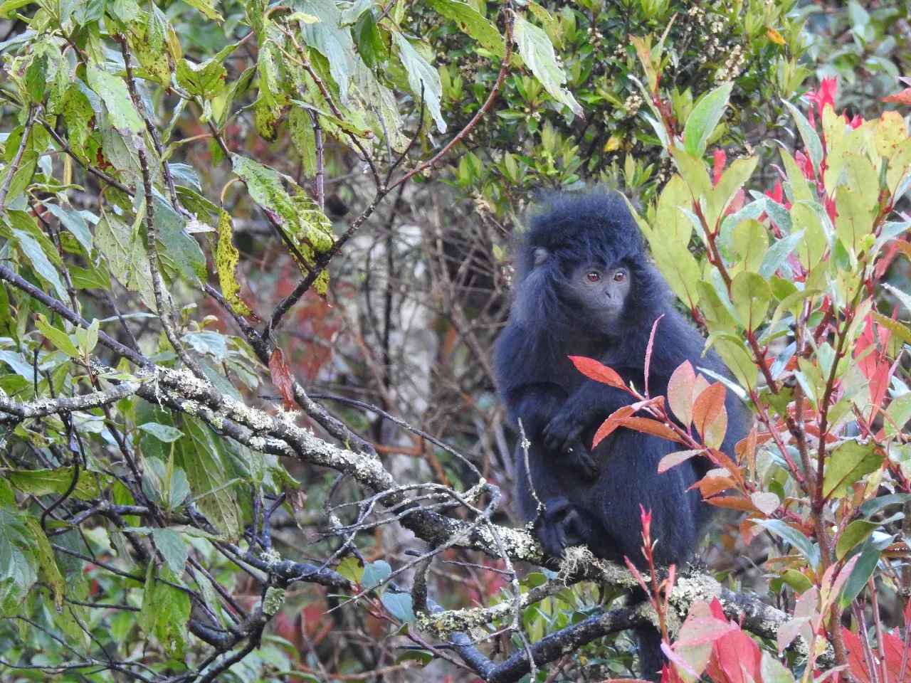 Banner Lutung Budeng, Si Hitam dari Gunung Ciremai yang Unik