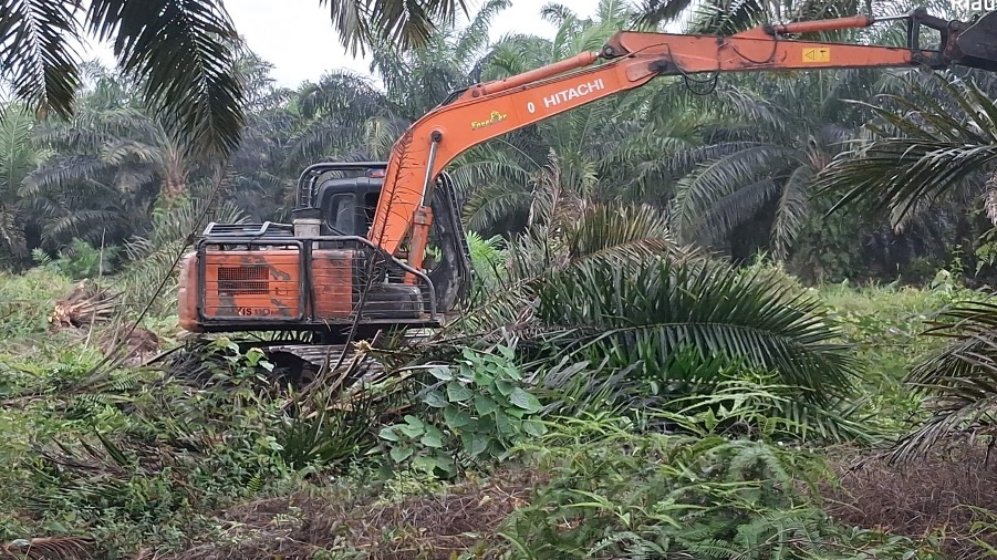 Banner Menjemput Asa Tesso Nilo: Deru Ekskavator dan Peluh Petugas di Jantung Hutan yang Terluka