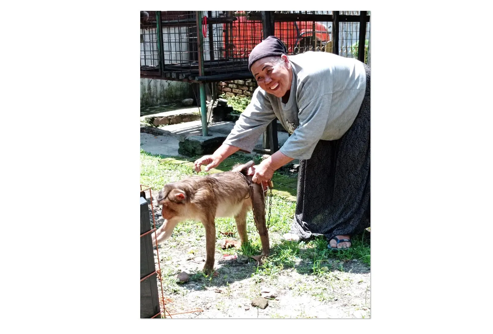 Banner Boni dan Bona, Beruk Yang Meresahkan Warga Diserahkan ke BBKSDA Sumatera Utara