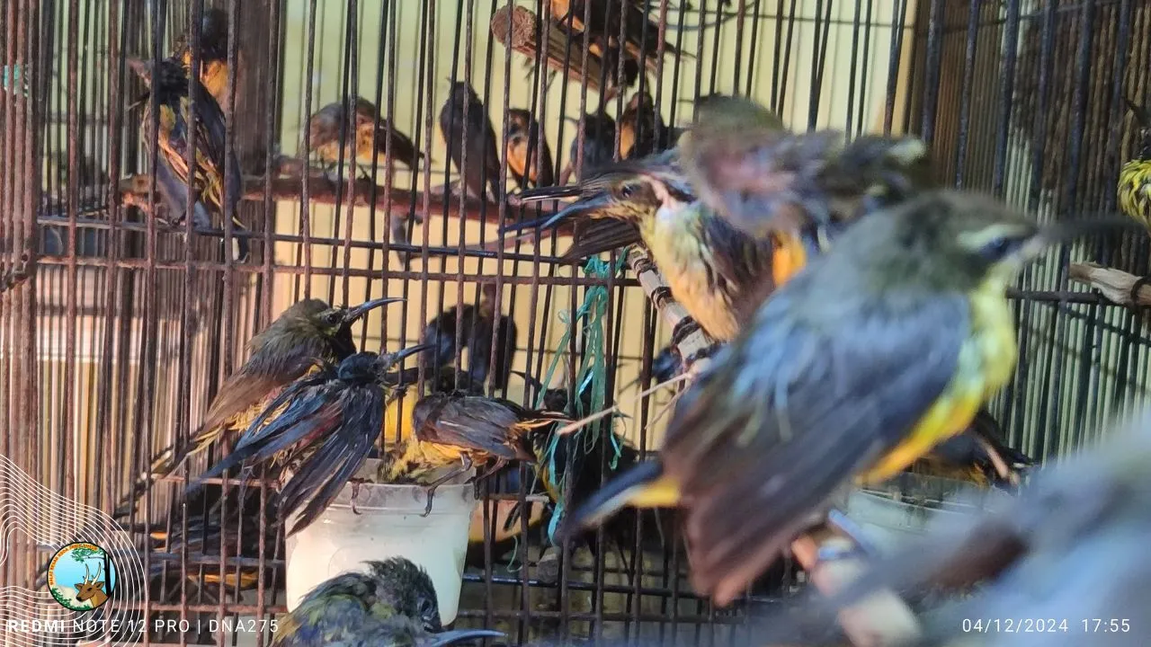 Banner Penyelundupan Ratusan Ekor Burung Berhasil Digagalkan