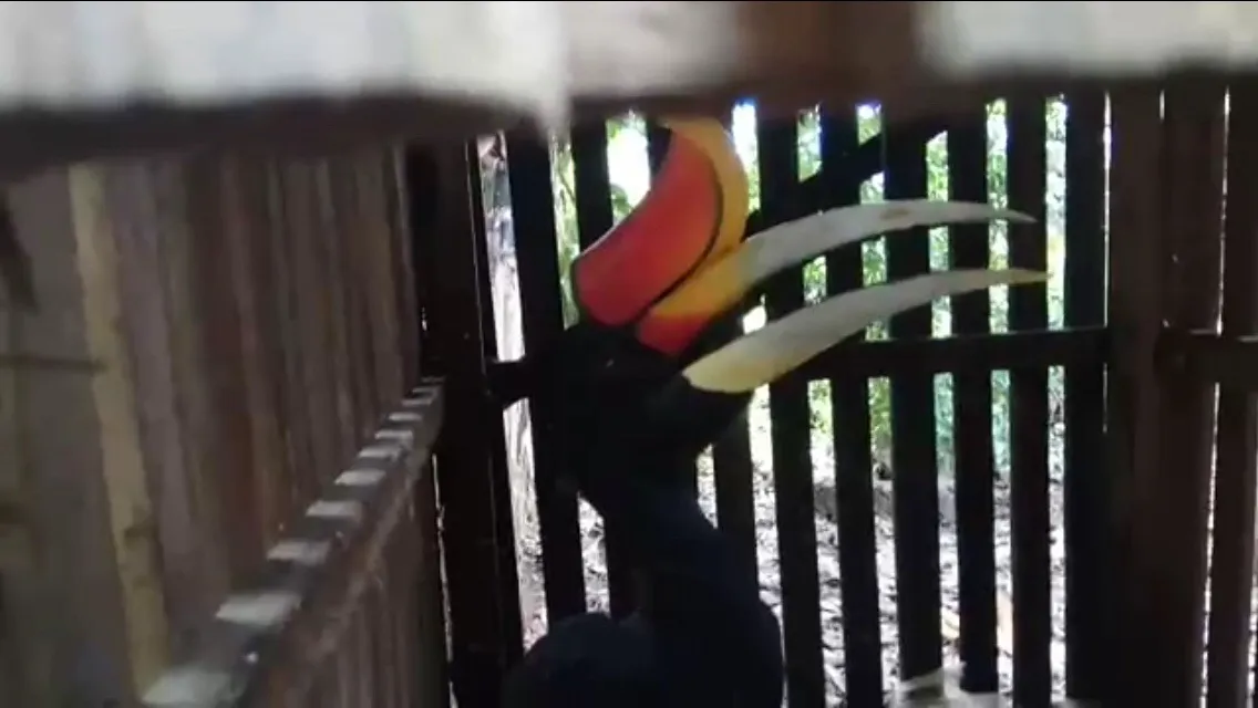 Banner Rangkong Badak Terselamatkan Berkat Call Center Balai KSDA Kalsel