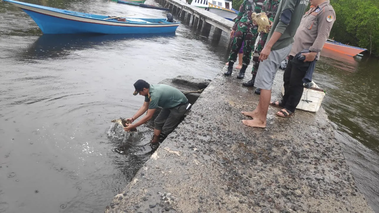 Banner Pelepasan Penyu Hasil Serahan Masyarakat di Mantehage