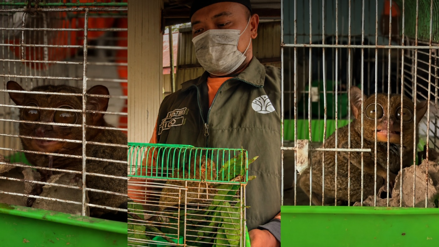 Banner BKSDA Kaltim dan COP Lepasliarkan Tarsius Hasil Penyerahan Masyarakat ke Taman Nasional Kutai