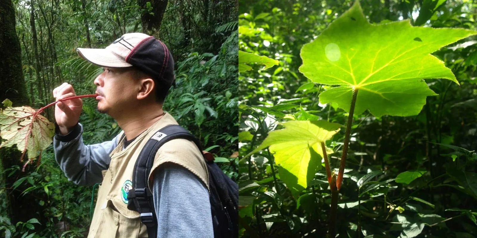 Banner Begonia, Kawan Para Survivor