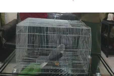 Banner Warga Serahkan Burung Alap - Alap