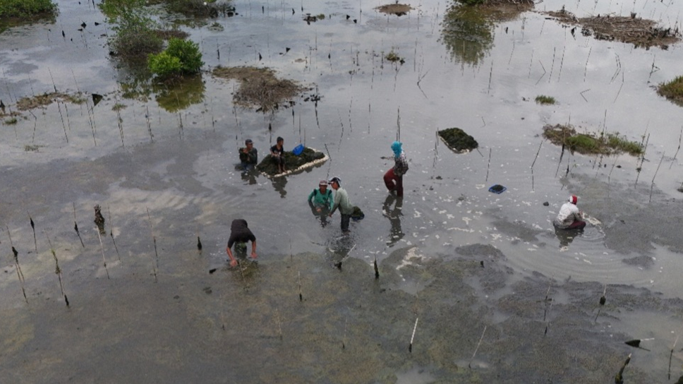 Banner Pemeliharaan Tahun I Rampung, 22 Ribu Bibit Mangrove Disulam di SM Karang Gading dan Langkat Timur Laut