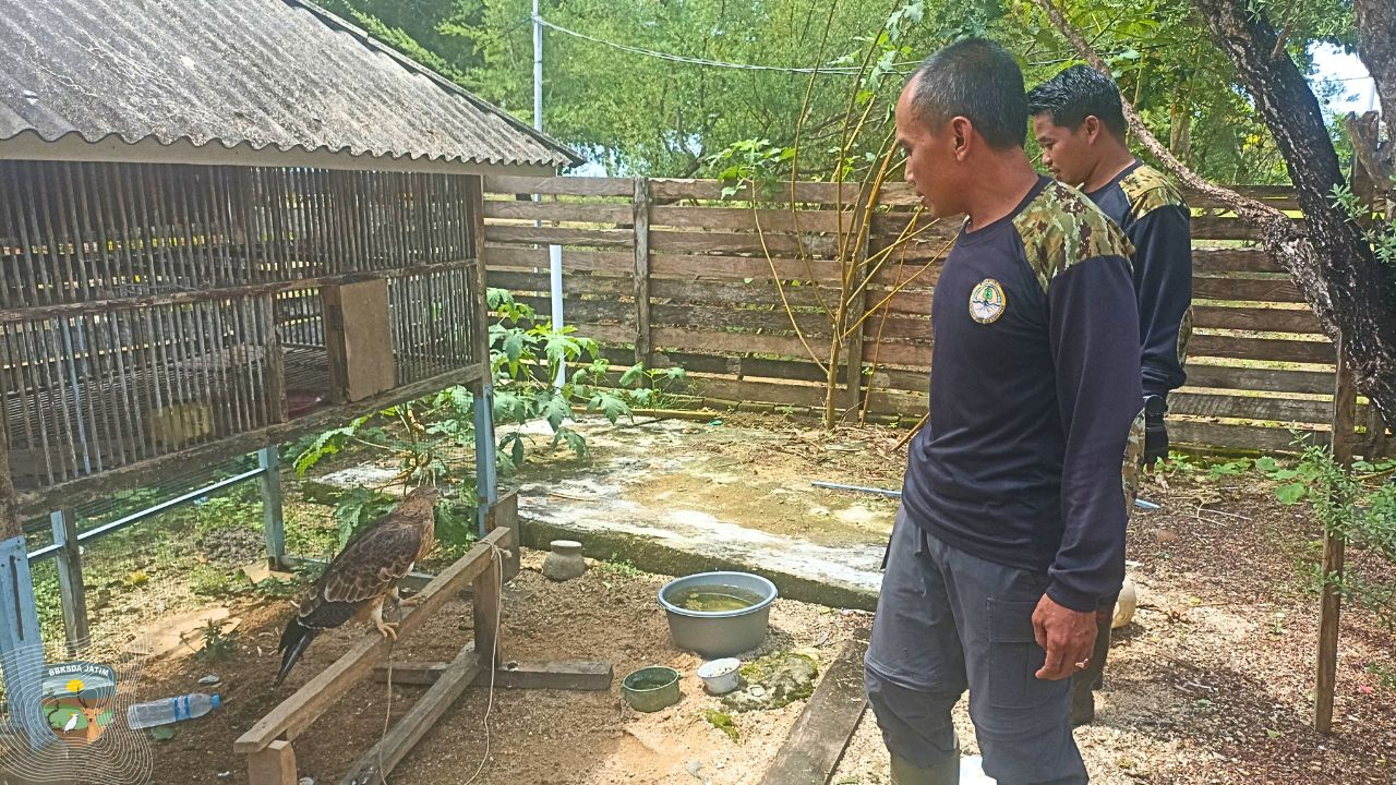 Banner Terungkap dari Video Media Sosial, Tim Matawali Bawean Selamatkan Sikep Madu Asia