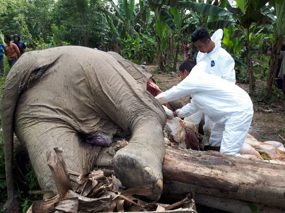 Banner 2 Ekor Gajah Sumatera Mati Kesetrum di Aceh Timur