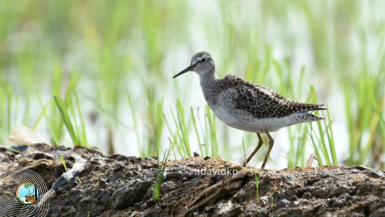 Banner Ratusan Trinil Semak Bersiap Mudik dari Tulungagung - Jawa Timur