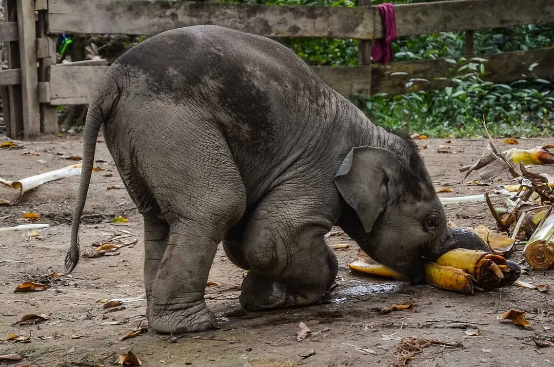 Banner Hari Satwa Liar Sedunia (World Wildlife Day)