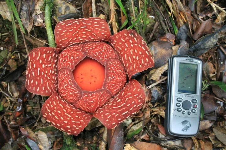 Banner Rafflesia Mini Taman Buru Lingga Isaq Balai KSDA Aceh