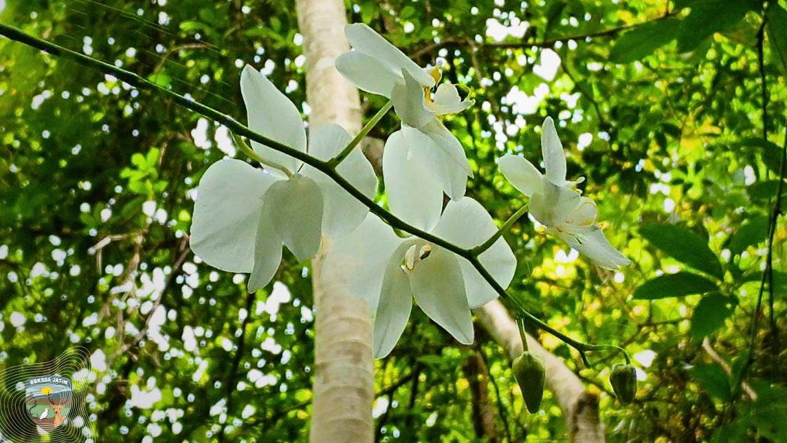 Banner Anggrek di Kanopi Bawean