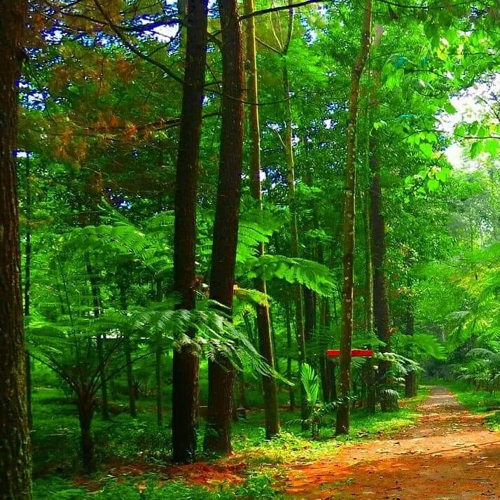 Banner Makhluk Tak Kasatmata Penghuni Ciremai